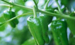 绿色食品蔬菜病虫害防治图谱·叶菜类、豆类、白菜类