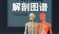 人体系统解剖图谱