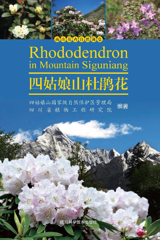 四姑娘山杜鹃花