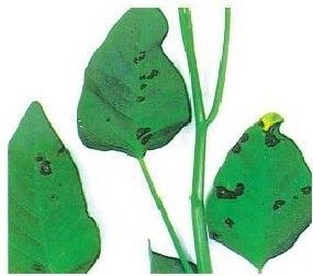 figure_0030_0032