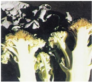 figure_0070_0082