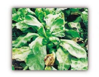 figure_0025_0026