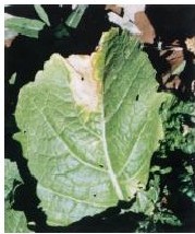 figure_0080_0095