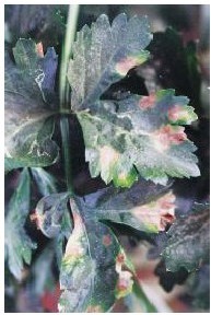 figure_0023_0023