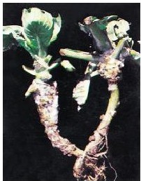 figure_0064_0073
