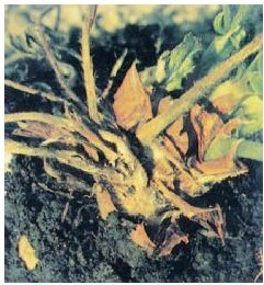 figure_0077_0091