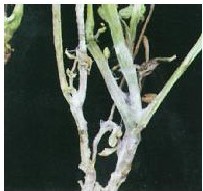 figure_0041_0046