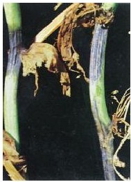figure_0045_0051