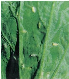 figure_0093_0111