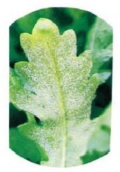 figure_0025_0027