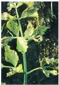figure_0023_0024