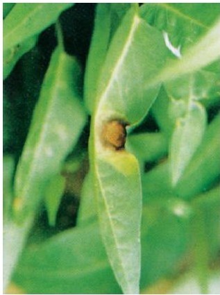 figure_0029_0031