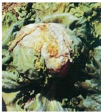figure_0013_0007