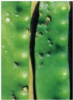 figure_0046_0053