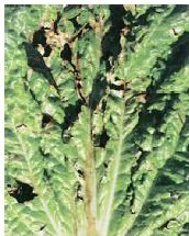 figure_0059_0067