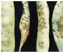 figure_0040_0045