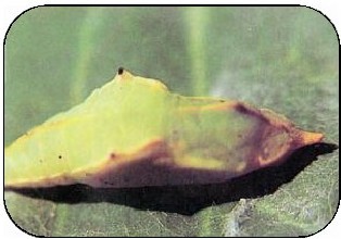 figure_0087_0103