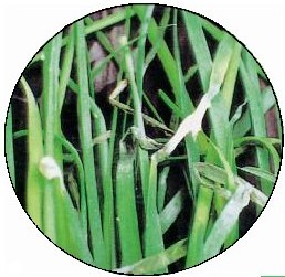 figure_0083_0100