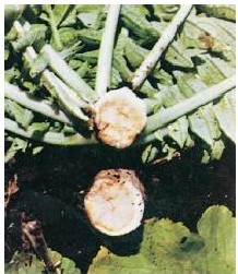 figure_0082_0098