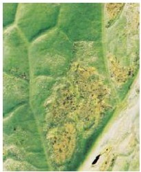 figure_0068_0079