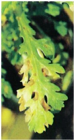 figure_0024_0025