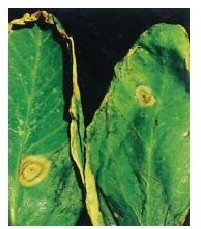 figure_0046_0052