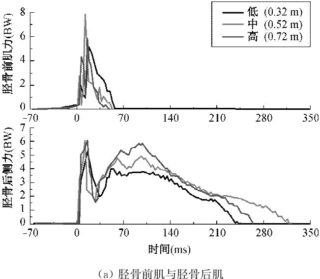 （a）胫骨前肌与胫骨后肌