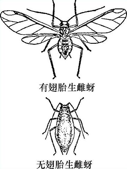 978-7-111-51132-8-Chapter04-20.jpg