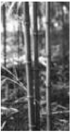img25