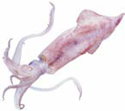 img250
