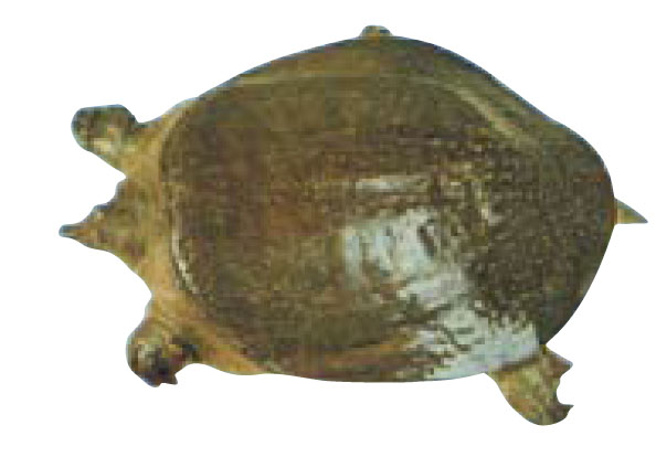 img234