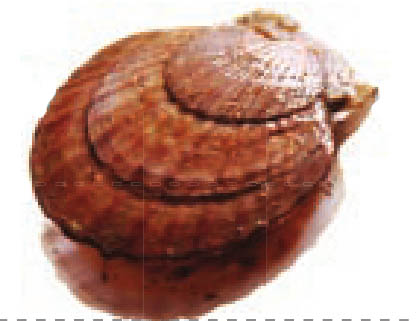 img984
