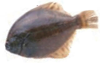 img754