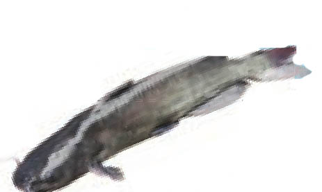 img836
