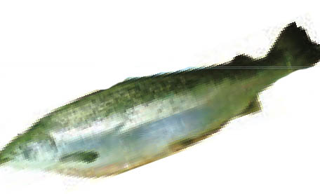 img853