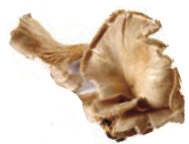 img489