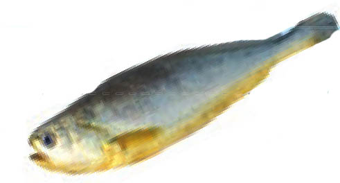 img795