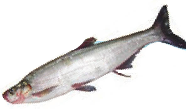 img749