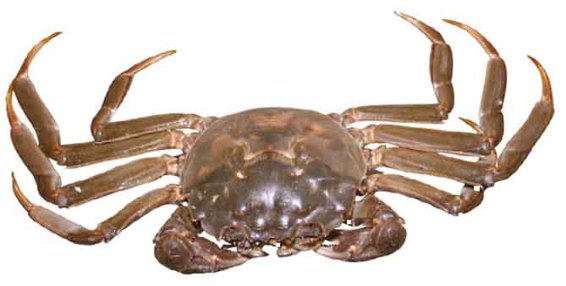img355